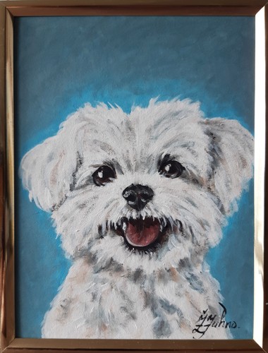 Dipinto olio cane maltese - ad,