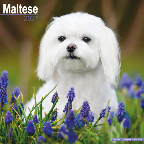 Calendario maltese 2027 - maltese,