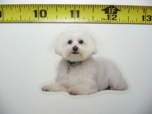 Adesivo cane - adesivo, maltese