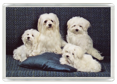 Maltese dog fridge magnet - dog,