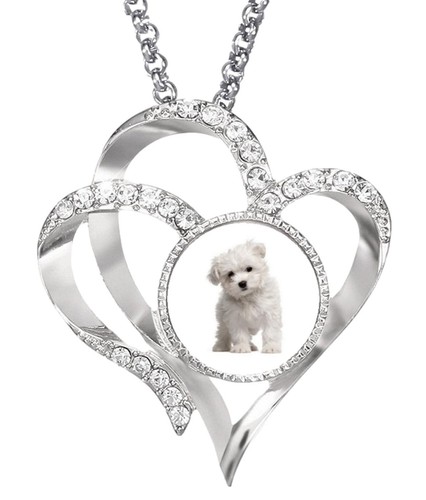 Maltese dog pet silver colour - pet,