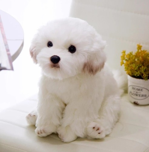 Peluche pupazzo maltese - , bichon
