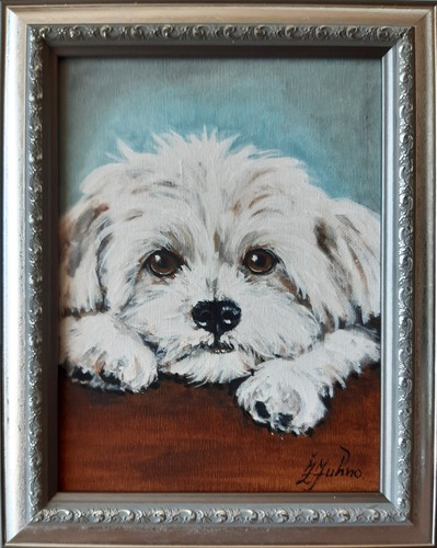 Dipinto olio cane - cane, maltese